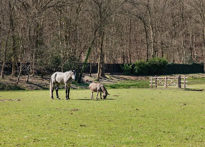 Villa Odyssea Bergen Schoorl
